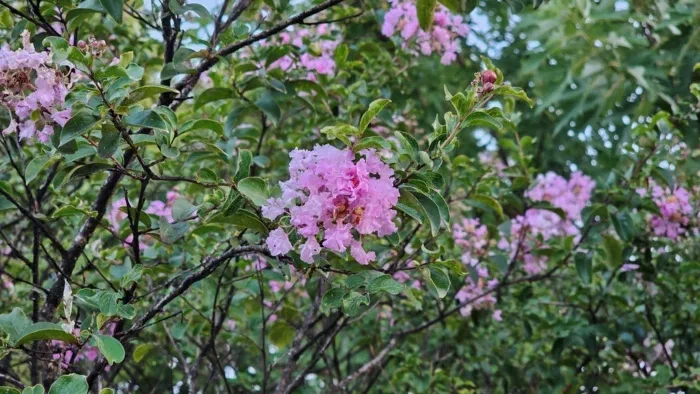 что-то цветёт, невзирая на август