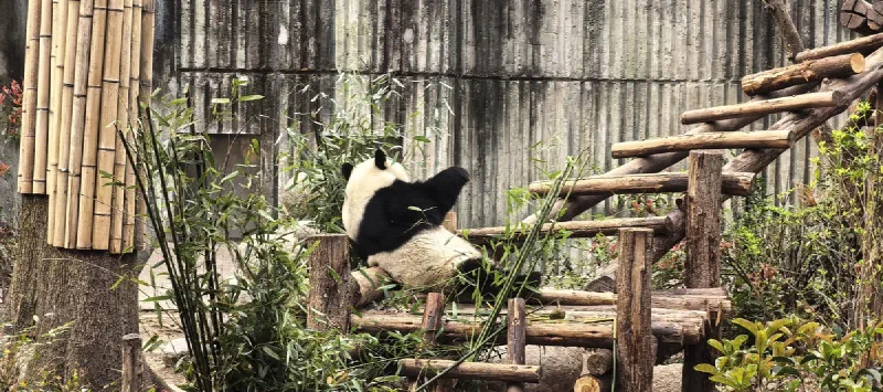 Панда с бамбуком