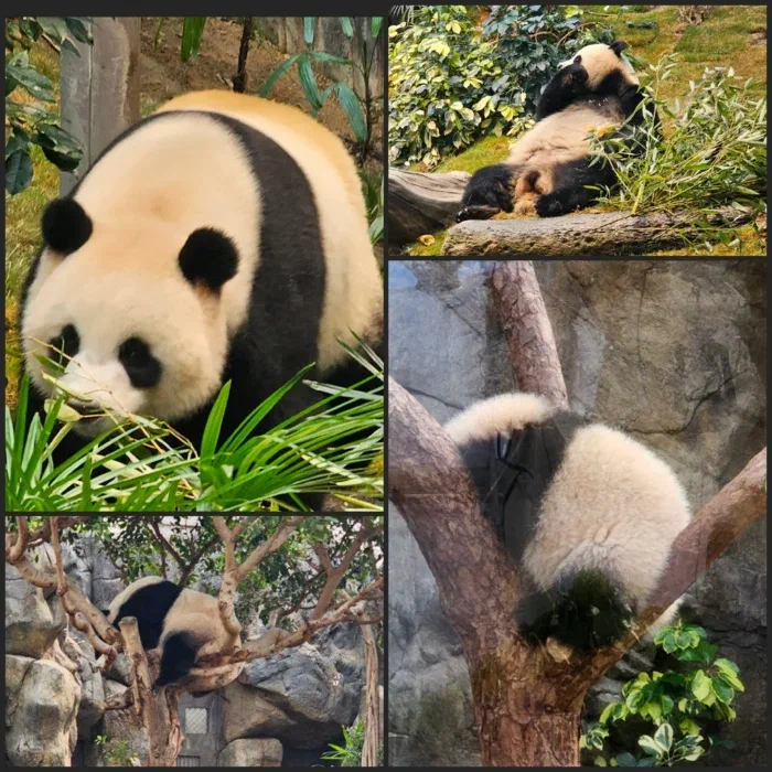 Пандов мелких (6 месяцев) начали показывать с 16 февраля, мы уже приехали когда ажиотаж спал, всего минут 30 в очереди пришлось стоять