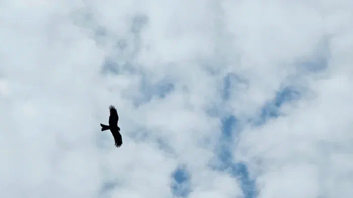 орлы удивили, летают среди небоскрёбов