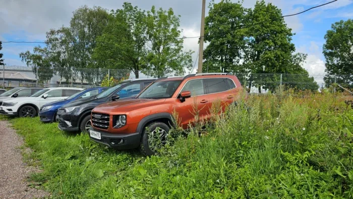 Драконыш ждёт в траве