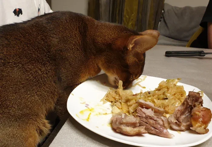 Котик тоже за кето, тырит майонез.