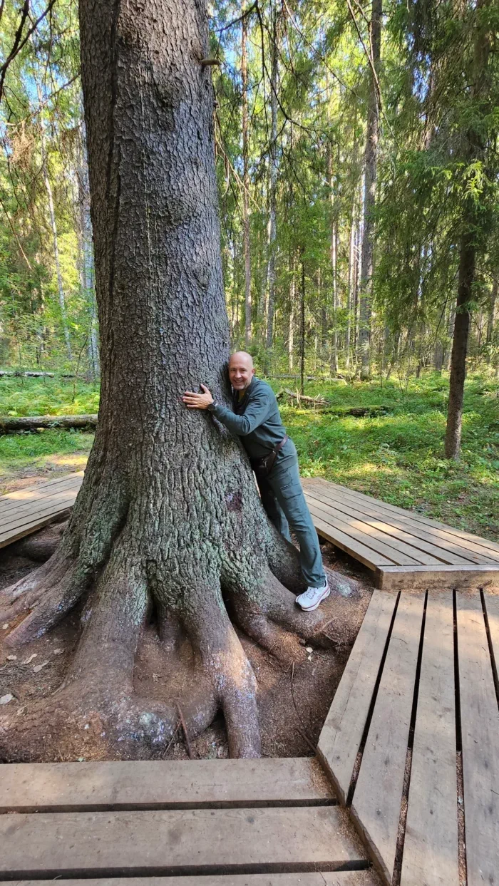 Ель обыкновенная, конечно - но типа самая высокая во всей Карелии и окрестностях