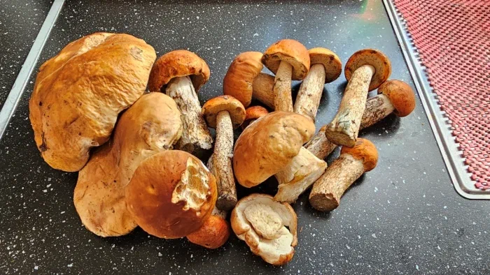 на обратном пути ещё и ведёрко грибов купили, отличный ужин получился!