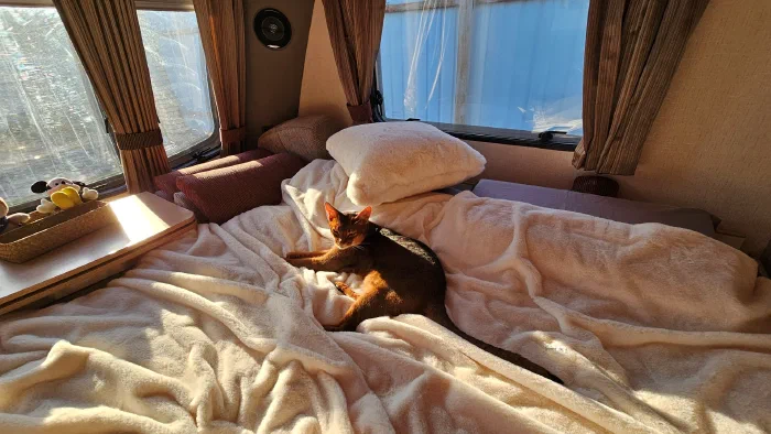 Котик одобряет