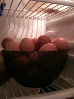 Куры-то как разнеслись — некуда складывать яйца! Прямо жалко будет рубить, а девать на зиму некуда их. Опыт с птичками удался, на другой год будем брать больше и бройлеров, чтобы ещё и мяско было среди сезона.