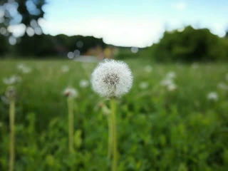 Первые впечатления от Huawei Honor 6 Plus, фото 6